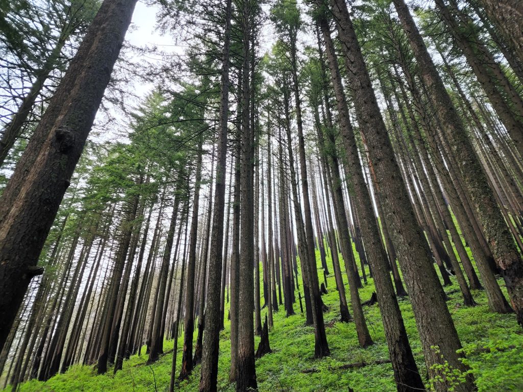 Mengenal CEMS.id dan Peran Integrasi CEMS dalam Pelestarian Lingkungan
Foto oleh Sathyaprabha Rakkimuthu: https://www.pexels.com/id-id/foto/pemandangan-hutan-pohon-tinggi-12332409/