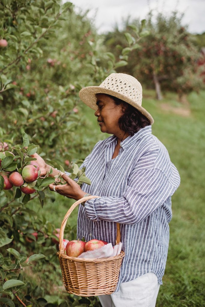 https://www.pexels.com/id-id/foto/tukang-kebun-etnik-mengumpulkan-apel-dari-pohon-di-pedesaan-5529939/