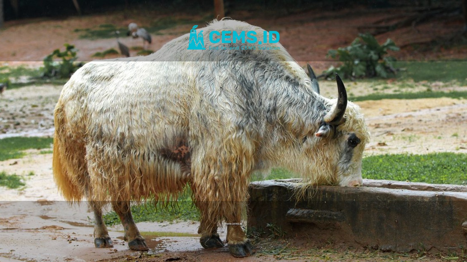 A large yak with horns drinking water in an outdoor setting, showcasing its thick woolly coat.