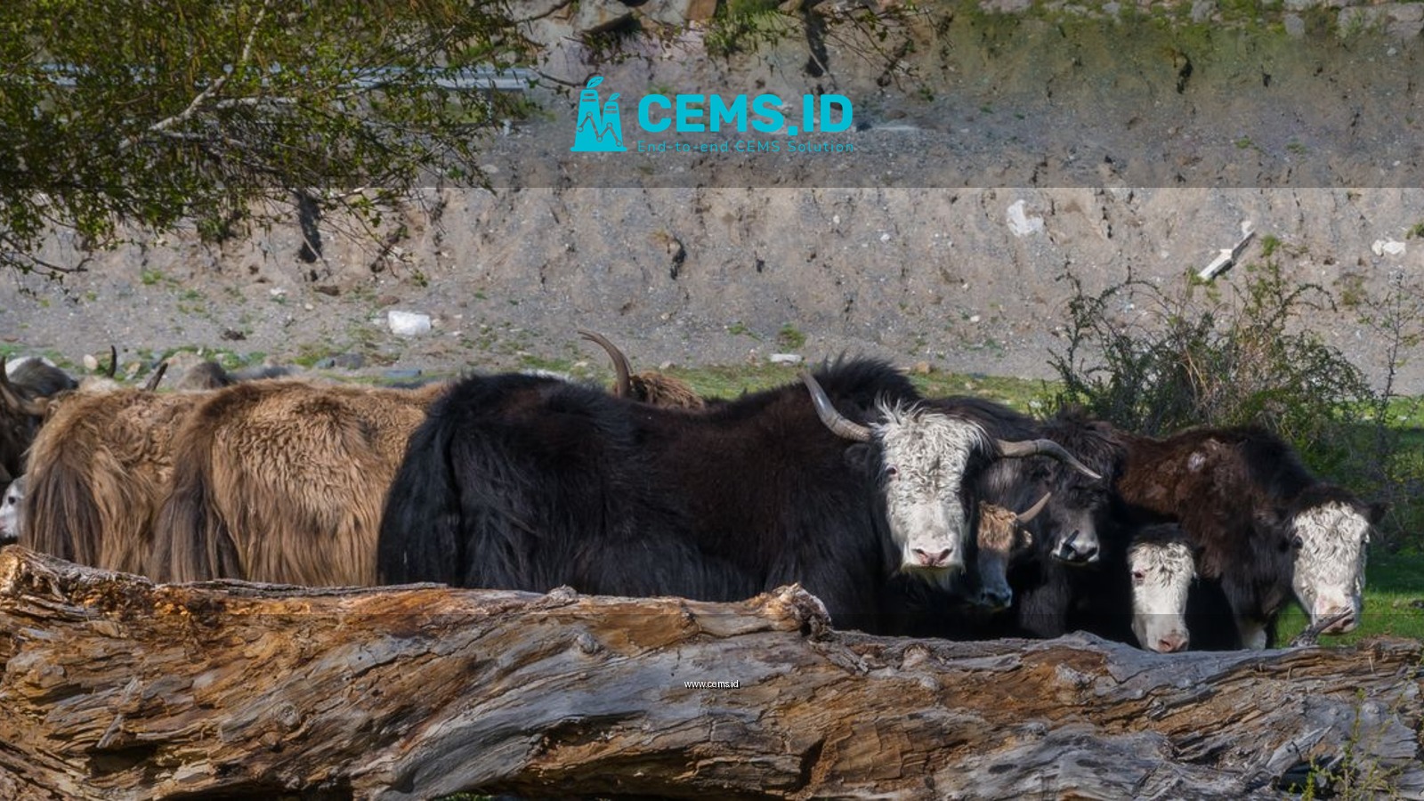 A herd of yaks grazing peacefully near a fallen tree trunk in the Altai Mountains, Russia.