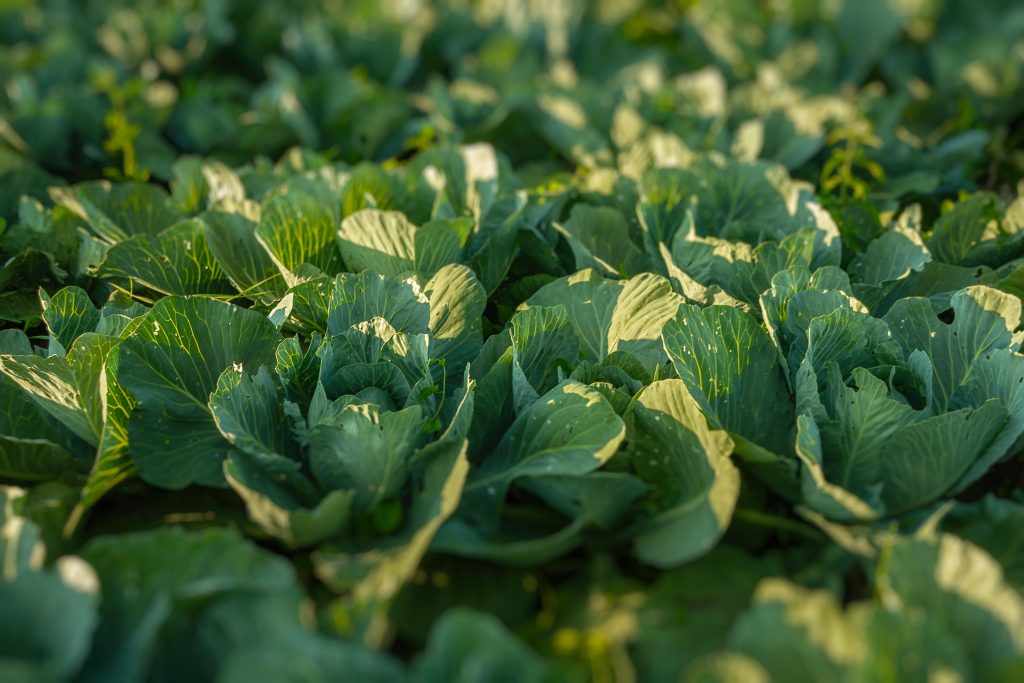 Photo by Quang Nguyen Vinh: https://www.pexels.com/photo/bunch-of-bok-choi-2518893/

Kesimpulan