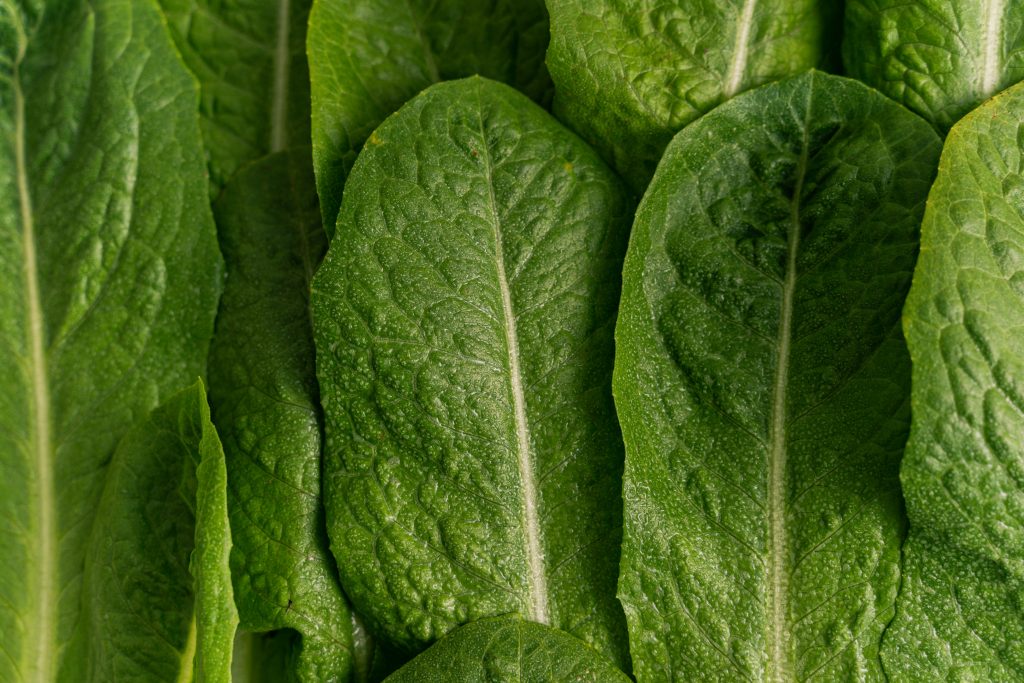 Photo by Antoni Shkraba: https://www.pexels.com/photo/leafy-vegetable-in-close-up-photography-5589052/

Kesimpulan