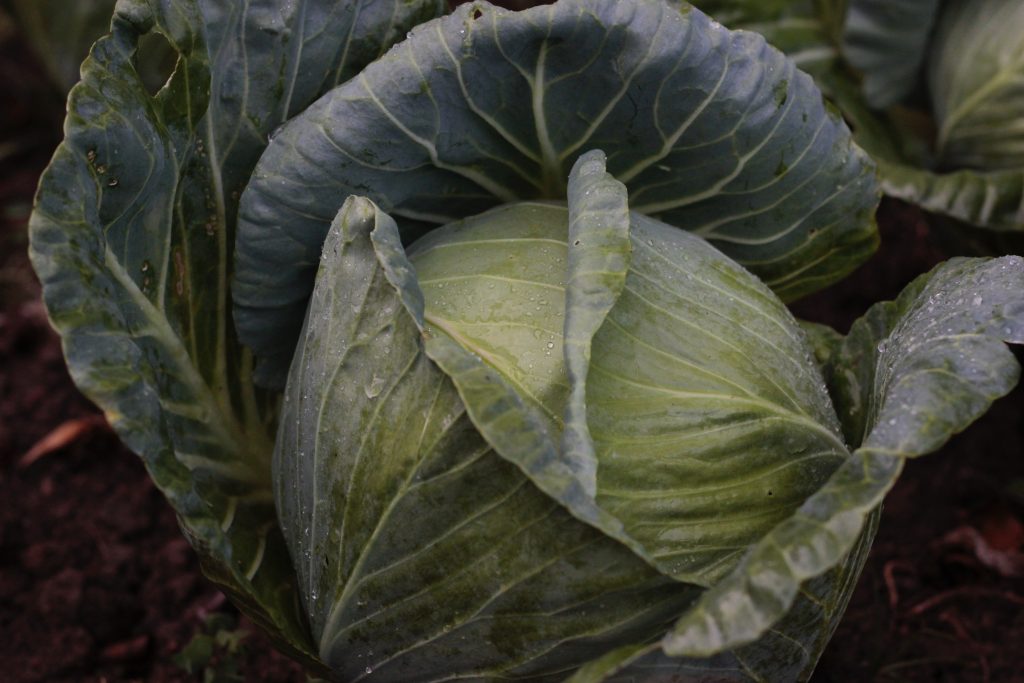 Photo by Carolina Spork: https://www.pexels.com/photo/close-up-shot-of-a-cabbage-7742448/

Konsep Smart Hydrofarming Adaptif