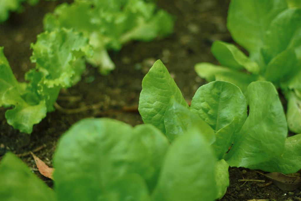 Photo by Daniel Dan: https://www.pexels.com/photo/green-leaves-on-brown-soil-7542901/

Komponen Utama Sistem Smart Hydrofarming