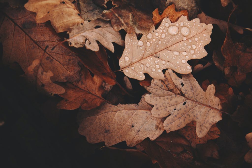 Smart and Sustainable: Soil Moisture Sensors
Foto oleh Daniel Frank: https://www.pexels.com/id-id/foto/foto-daun-layu-688830/