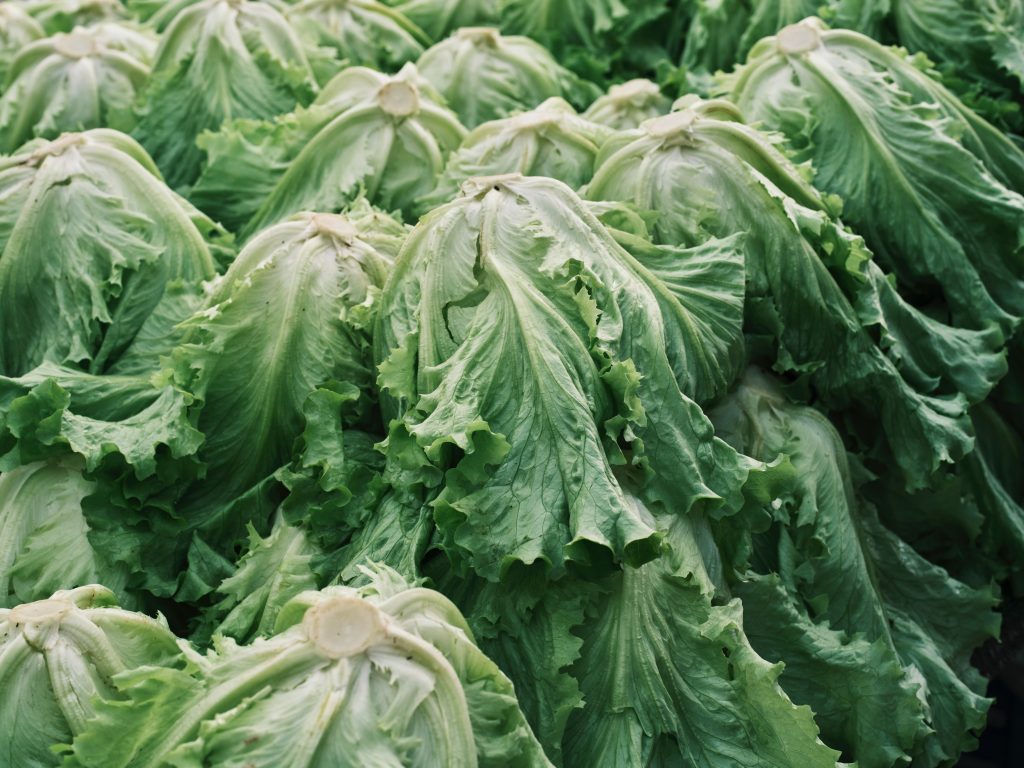 Photo by Engin Akyurt: https://www.pexels.com/photo/green-leafy-vegetable-in-close-up-shot-10899528/

Keuntungan Keuangan dengan Investasi dalam Smart Hydrofarming