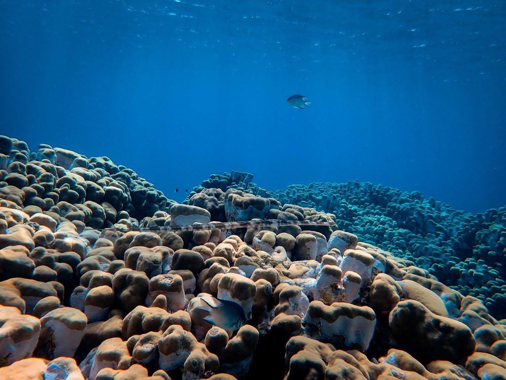 Underwater Marvel: Quake & Tsunami Pressure Sensor

Foto oleh Francesco Ungaro: https://www.pexels.com/id-id/foto/ikan-laut-berenang-di-bawah-air-biru-3799824/