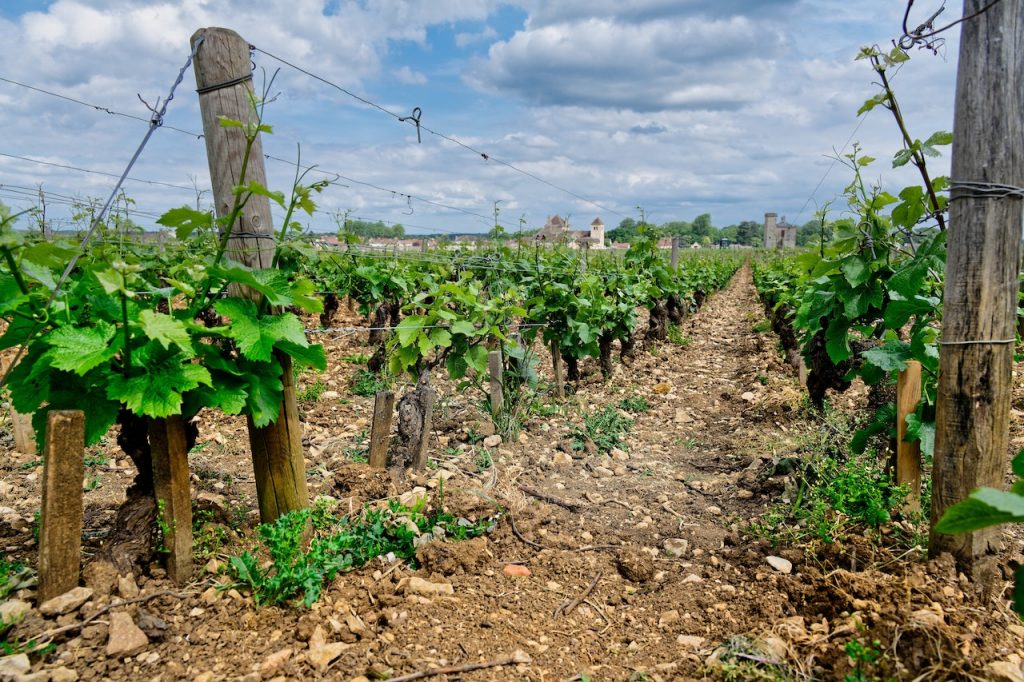 Photo by Gu Bra: https://www.pexels.com/photo/photo-of-a-vineyard-14816348/

Keamanan Data di Pertanian Terhubung: Jaga Informasi Aman