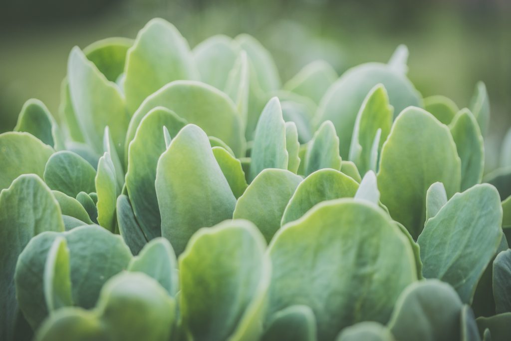 Photo by Jessica Lewis: https://www.pexels.com/photo/green-plant-close-up-photo-1118435/

Transformasi Digital: Era Smart Hydrofarming dalam Pertanian