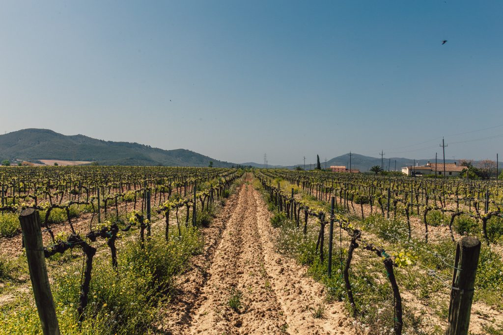 Photo by Juan Pablo Serrano Arenas: https://www.pexels.com/photo/photo-of-green-leaf-plants-with-brown-wooden-fences-on-brown-soil-1047327/

Teknologi Sensor untuk Pemantauan Tanaman