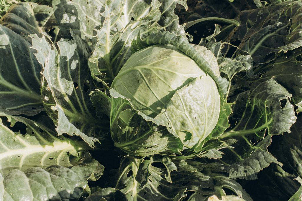 Smart Hydrofarming: Menghadapi Tantangan Perubahan Iklim
Photo by Kate Che: https://www.pexels.com/photo/a-green-cabbage-in-close-up-photography-8901922/