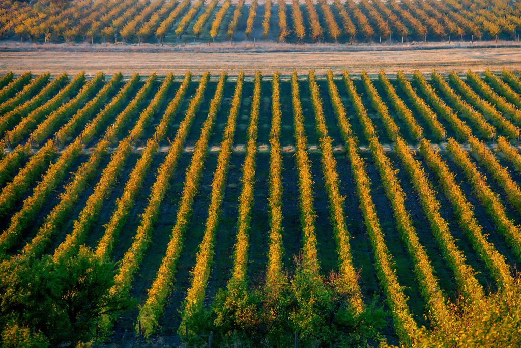 Photo by Kostas Anastassiu: https://www.pexels.com/photo/green-and-yellow-flower-field-3937309/

Manfaat Pertanian Adaptif dengan Teknologi Cerdas