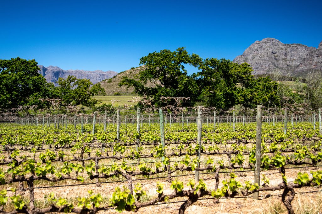 Photo by Magda Ehlers: https://www.pexels.com/photo/vineyard-during-daytime-9890532/

Menggagas Masa Depan Smart Agriculture