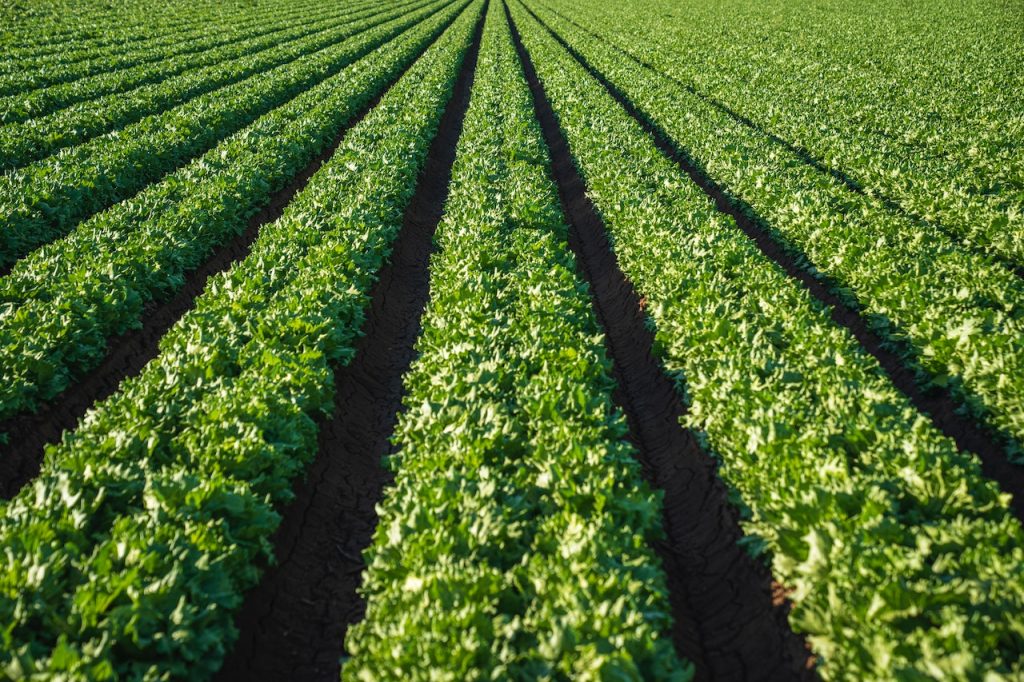 Photo by Mark Stebnicki: https://www.pexels.com/photo/lettuce-in-the-lettuce-farm-11679735/

Kesimpulan