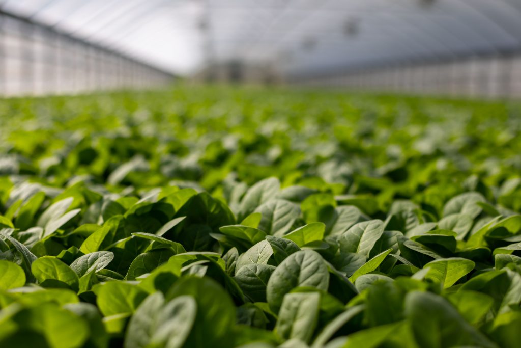 Photo by Mark Stebnicki: https://www.pexels.com/photo/selective-focus-photo-of-plants-2749165/

Mendefinisikan Smart Hydrofarming