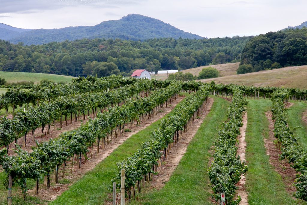 Photo by Mark Stebnicki: https://www.pexels.com/photo/scenery-of-grape-trees-in-a-vineyard-2819994/

Kesimpulan