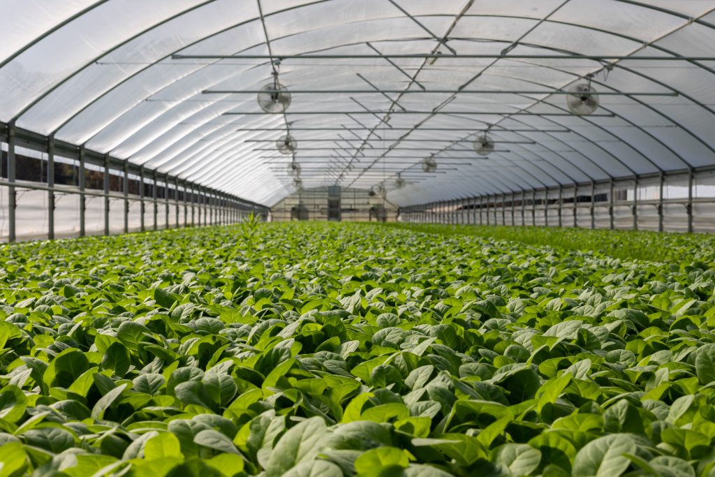 Photo by Mark Stebnicki: https://www.pexels.com/photo/field-of-plants-in-greenhouse-2886937/

Kesimpulan