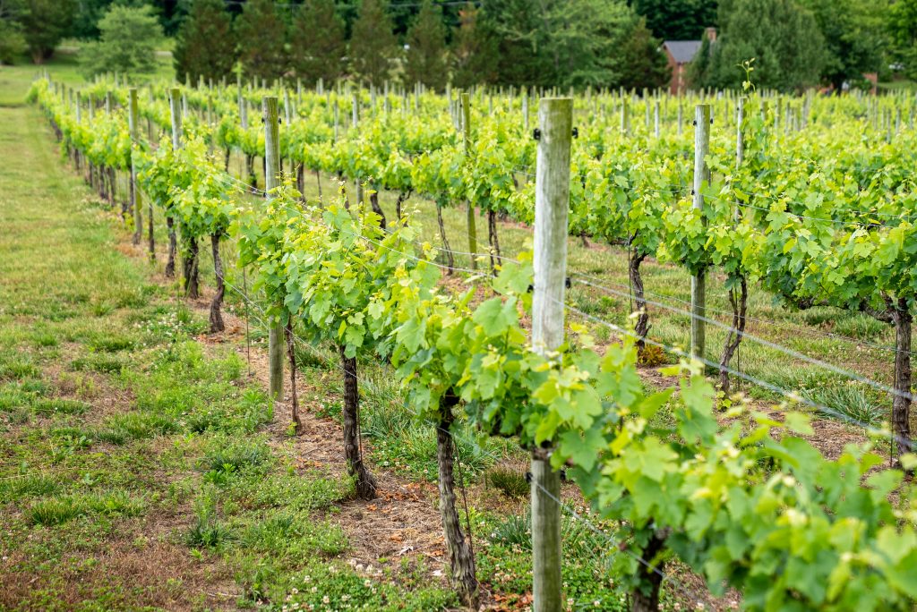 Photo by Mark Stebnicki: https://www.pexels.com/photo/vineyard-during-daytime-8287364/

Kesimpulan