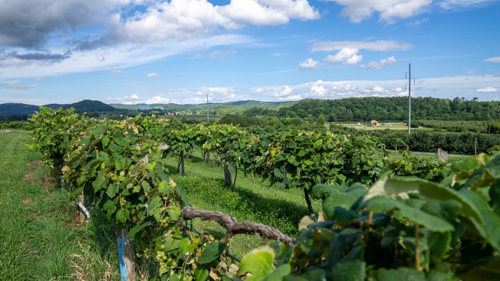 Photo by Mark Stebnicki: https://www.pexels.com/photo/photo-of-a-vineyard-8877368/

Pentingnya Analitika Data dalam Pertanian