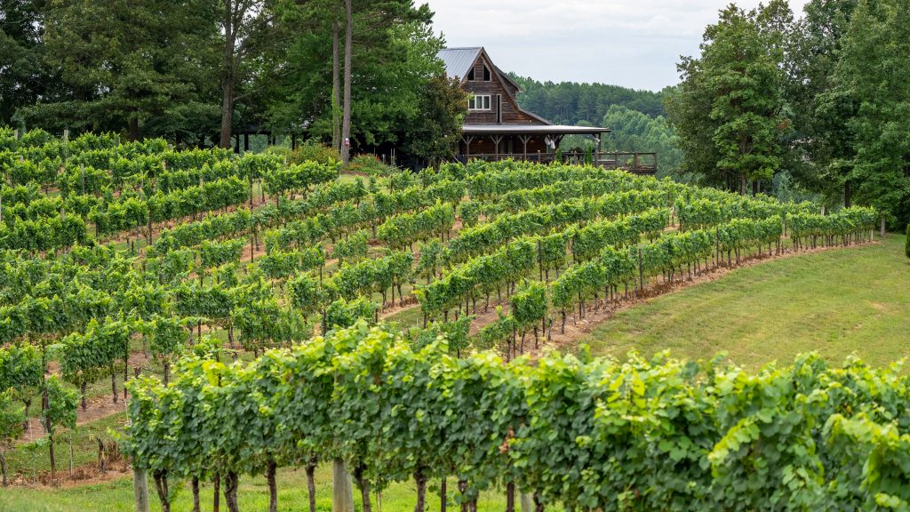 Photo by Mark Stebnicki: https://www.pexels.com/photo/photo-of-a-vineyard-with-green-plants-8877390/

Studi Kasus: Smart Agriculture dalam Praktik