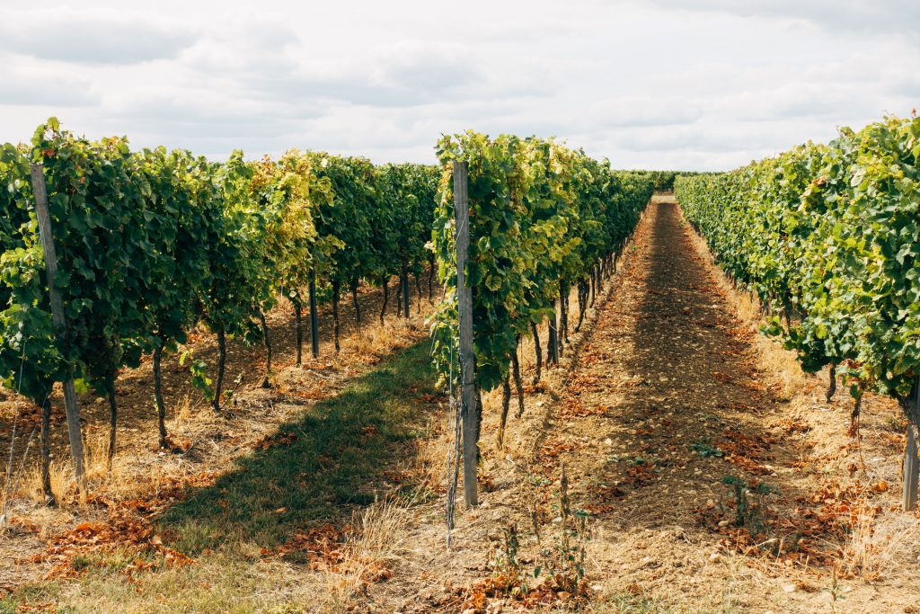 Photo by Markus Winkler: https://www.pexels.com/photo/a-plantation-of-grapevines-5399303/

Analitik Data dan Kecerdasan Buatan untuk Pengambilan Keputusan yang Lebih Baik