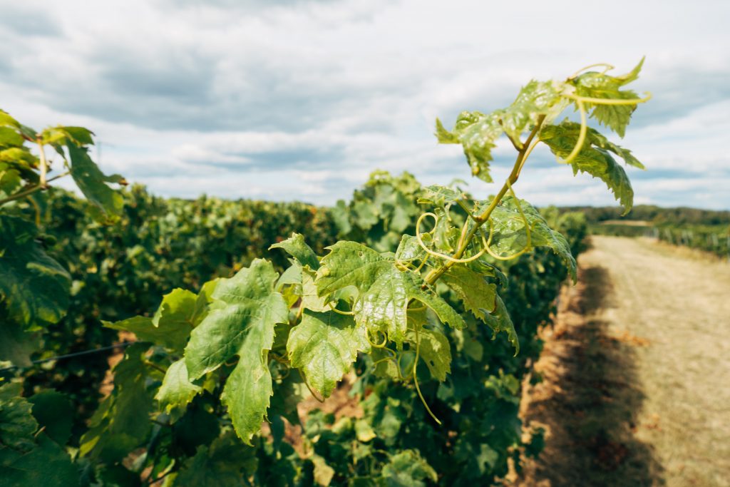 Photo by Markus Winkler: https://www.pexels.com/photo/close-up-photo-of-grape-leaves-5399305/

Automasi dan Robotika untuk Efisiensi Maksimal