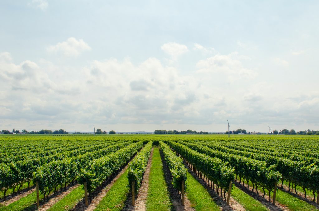 Photo by Math: https://www.pexels.com/photo/green-tree-field-21393/

Transformasi Pertanian Menuju Smart Agriculture dengan Teknologi