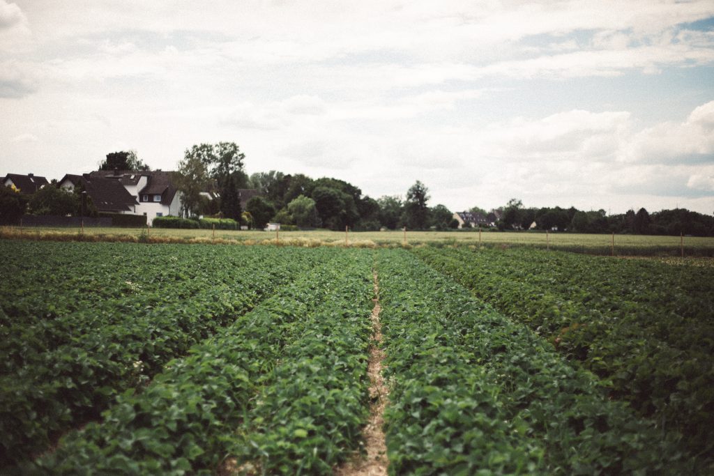 Photo by Meliha: https://www.pexels.com/photo/farmland-under-white-clouds-8625016/

Keuntungan Analitika Data dalam Pertanian