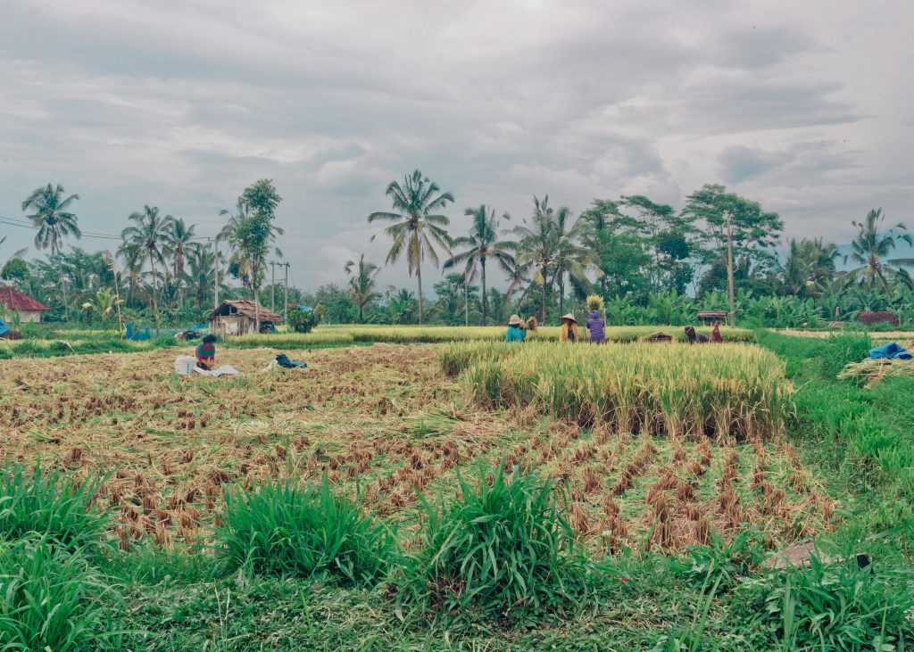 Photo by Mike Marchetti: https://www.pexels.com/photo/people-on-green-grass-field-under-cloudy-sky-10328928/

Pertanian Adaptif: Tantangan Lingkungan dengan Teknologi Cerdas