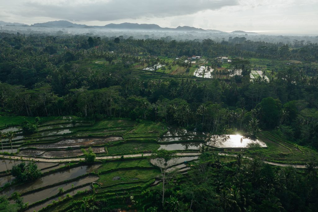 Photo by Mikhail Nilov from Pexels: https://www.pexels.com/photo/green-crop-field-surrounded-by-green-trees-6965306/

Keuntungan Menerapkan Smart Agriculture dalam Pertanian Berkelanjutan