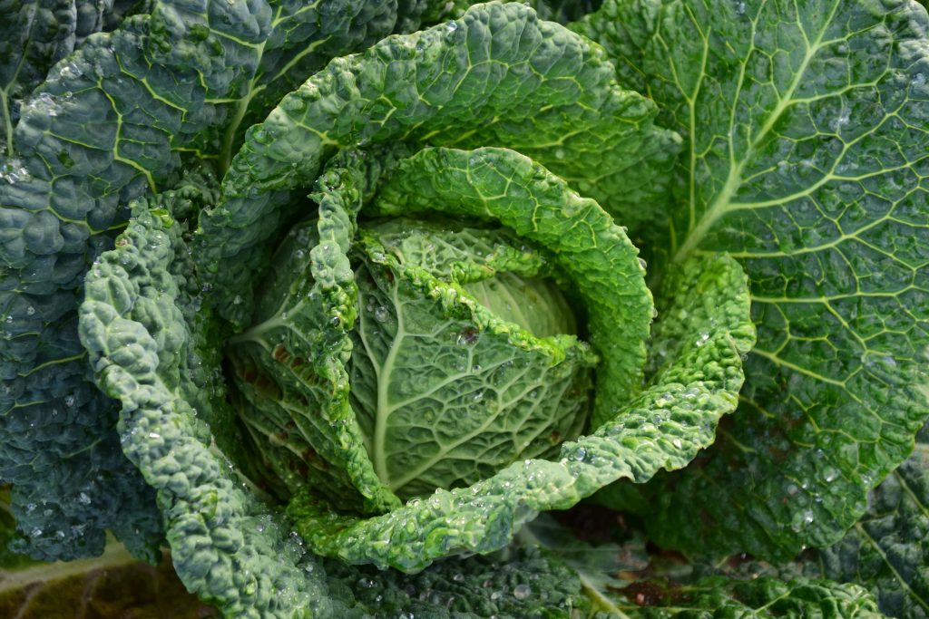 Photo by Pixabay: https://www.pexels.com/photo/focus-photography-of-green-cabbage-209482/

Kesimpulan