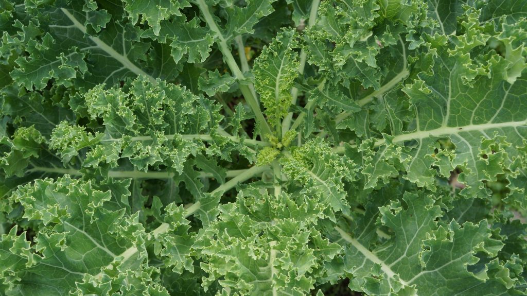 Photo by Pixabay: https://www.pexels.com/photo/close-up-shot-of-fresh-green-vegetable-leaves-273794/

Kolaborasi dalam Mewujudkan Masa Depan Pertanian