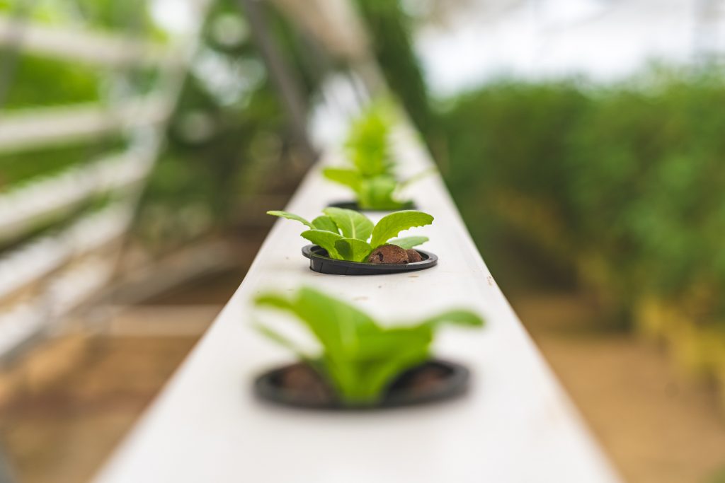 Photo by Pragyan Bezbaruah: https://www.pexels.com/photo/close-up-photo-of-lettuce-plant-using-hydroponics-farming-4199761/

Masa Depan Pertanian: Batasan dilewati lewat Smart Hydrofarming