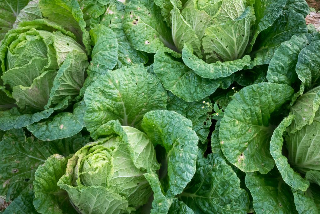 Photo by Quang Nguyen Vinh: https://www.pexels.com/photo/bunch-of-bok-choi-2518893/

Implementasi dan Tantangan