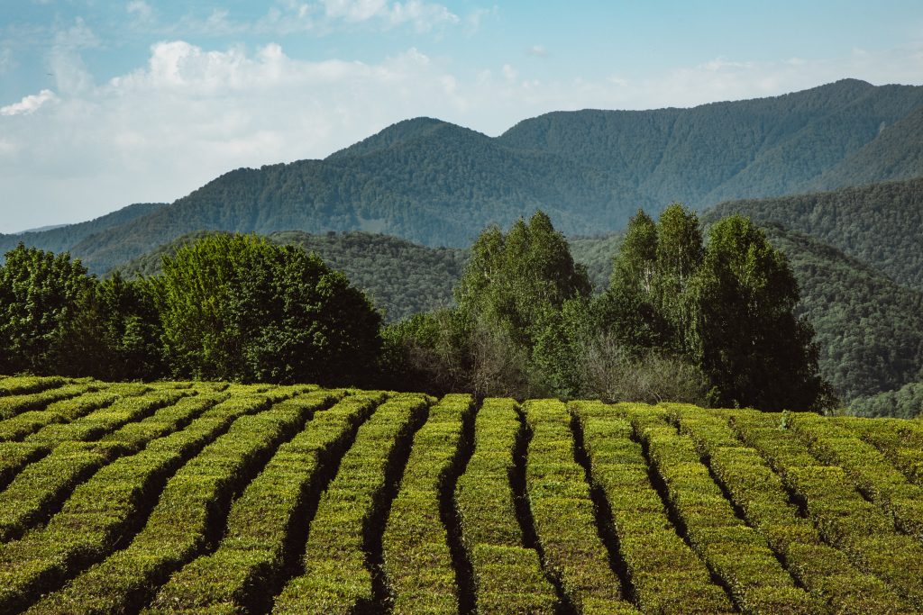 Photo by ROMAN ODINTSOV: https://www.pexels.com/photo/green-grass-field-near-green-mountain-under-blue-sky-7931177/

Meningkatkan Efisiensi Pertanian dengan Teknologi Automasi Pintar