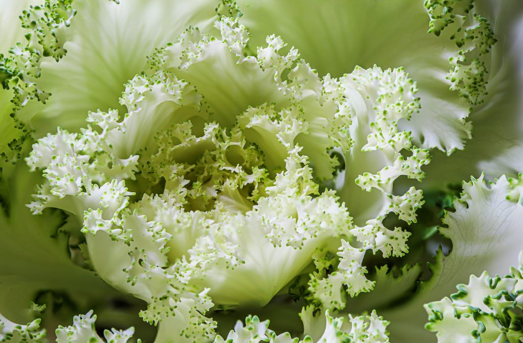 Photo by Rūdolfs Klintsons: https://www.pexels.com/photo/fresh-green-cabbage-close-up-photography-6955204/

Kesimpulan