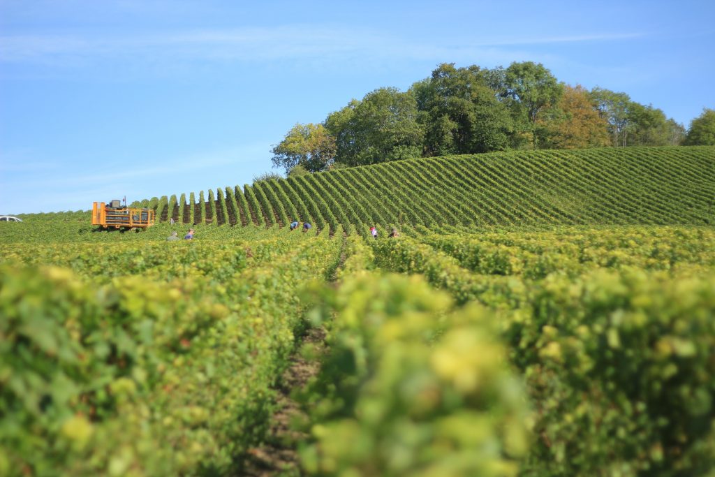 Photo by seb: https://www.pexels.com/photo/green-grass-field-under-the-clear-sky-360013/

Data Analitik dan Kecerdasan Buatan (AI) untuk Pengambilan Keputusan