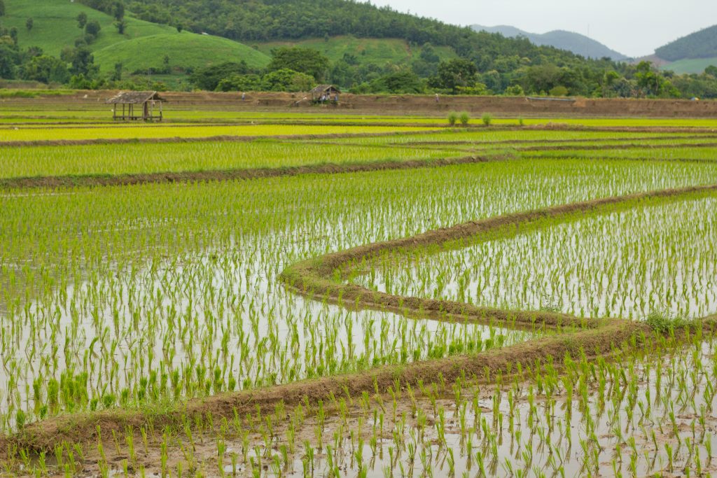 Photo by Sirikul R: https://www.pexels.com/photo/photo-of-a-paddy-field-5174197/

Kesimpulan