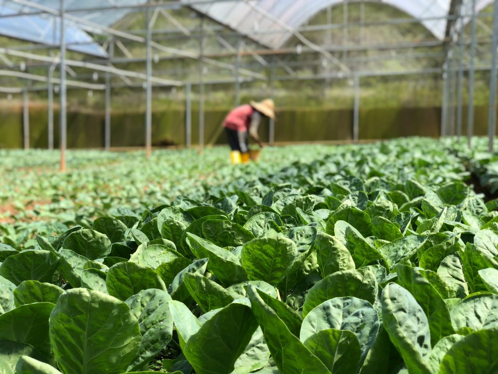 Photo by Soo Ann Woon: https://www.pexels.com/photo/selective-focus-photography-of-green-vegetables-3265437/

Keunggulan Smart Hydrofarming