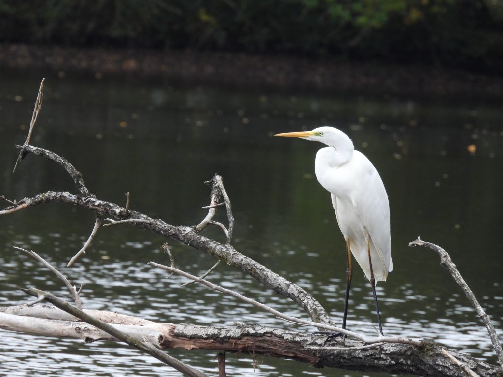 Pengelolaan Sumber Daya
Foto oleh Thomas Geelen: https://www.pexels.com/id-id/foto/burung-air-hewan-danau-18600526/