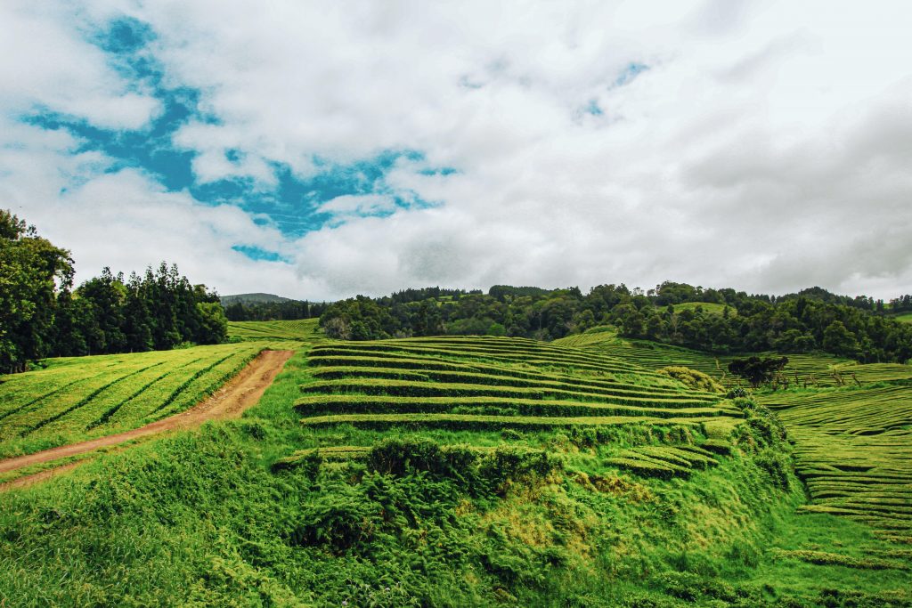 Photo by Tom Fisk: https://www.pexels.com/photo/green-field-photo-1554627/

Manfaat Lingkungan dan Ekonomi