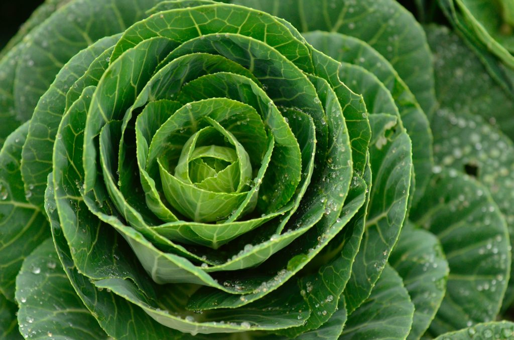 Photo by Yufan Jiang: https://www.pexels.com/photo/close-up-shot-of-cabbage-11407396/

Manfaat Smart Hydrofarming Adaptif