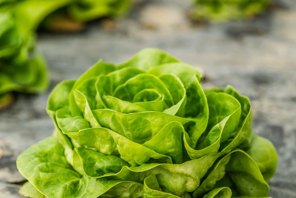 Photo by Zoran Milosavljevic: https://www.pexels.com/photo/a-lettuce-with-healthy-leaves-14208719/

Konsep Smart Hydrofarming: Mengintegrasikan Teknologi dan Pertanian