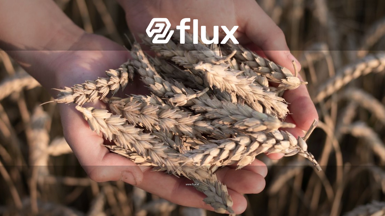 Close-up of hands holding wheat ears in a sunlit field, depicting harvest and agriculture.
