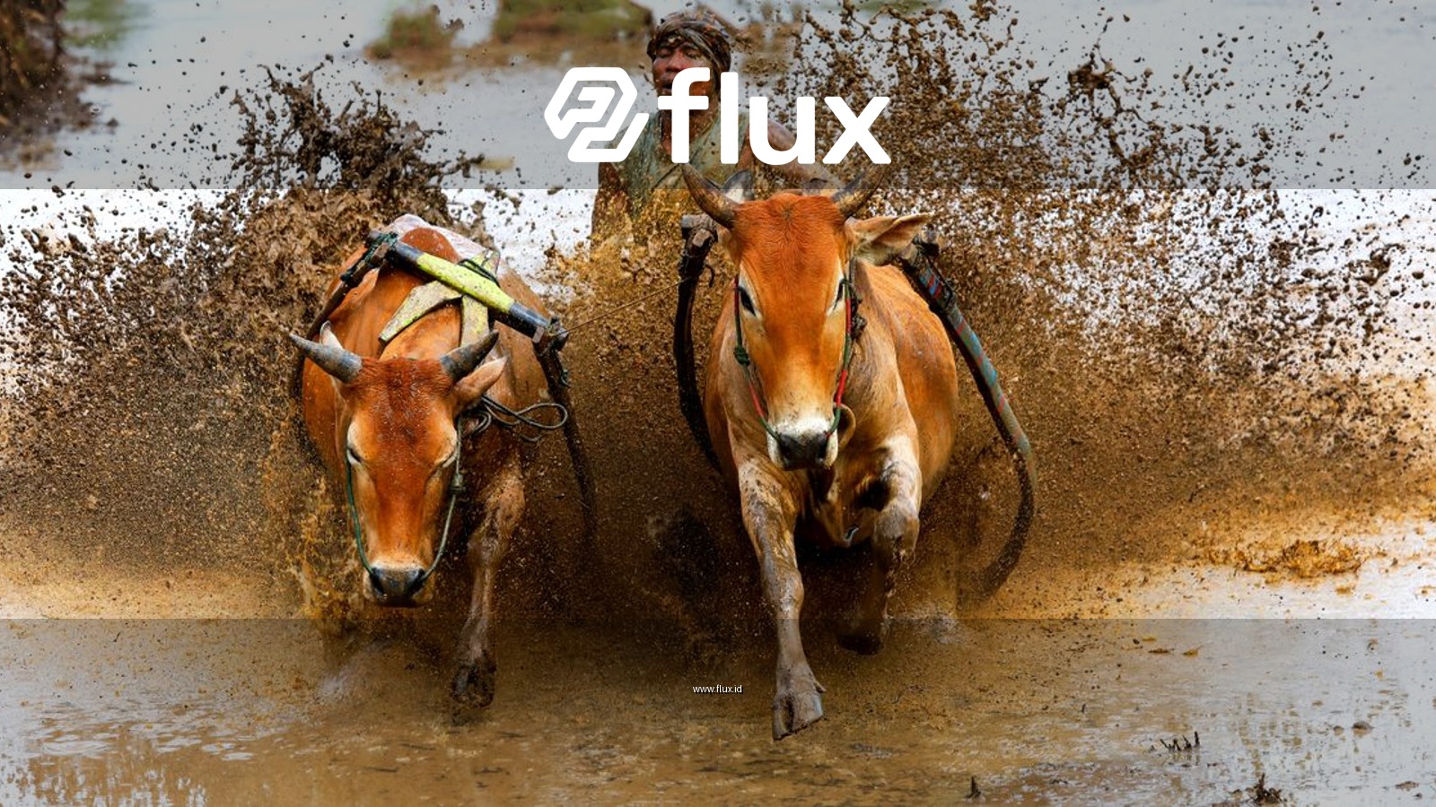 Energetic scene of a traditional bull race in muddy fields of West Sumatra.