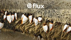 Detailed view of goose barnacles attached to driftwood on a beach.