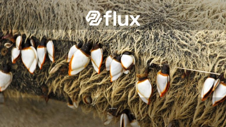 Detailed view of goose barnacles attached to driftwood on a beach.