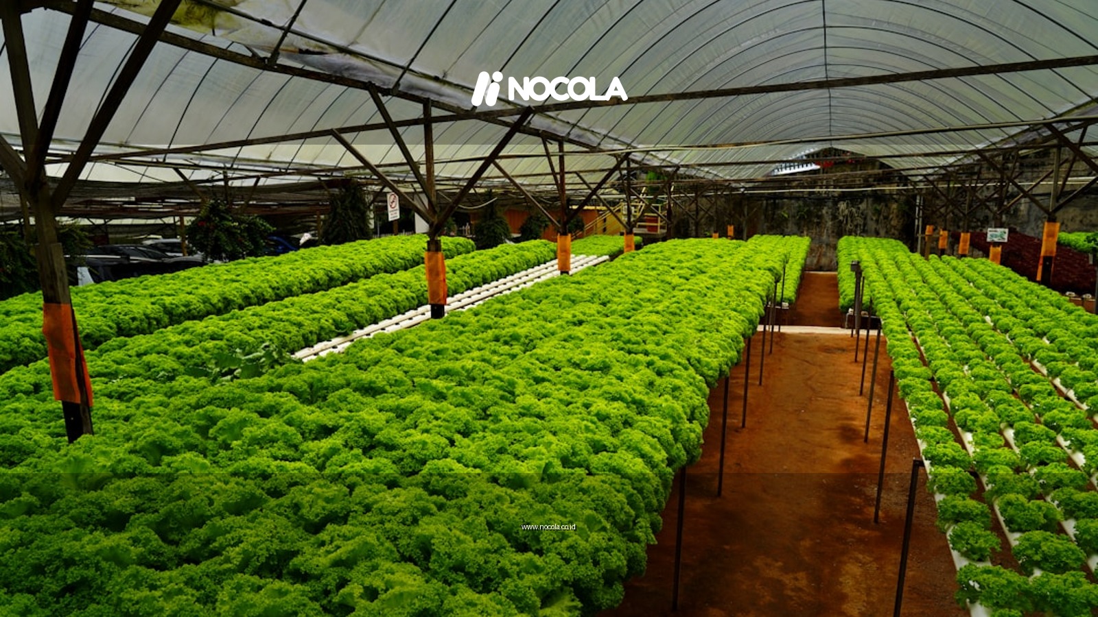 A greenhouse filled with lots of green plants