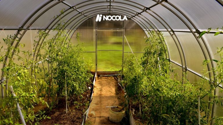Explore this vibrant greenhouse brimming with lush vegetables and green foliage.