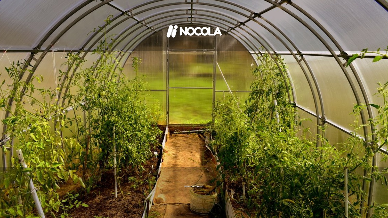 Explore this vibrant greenhouse brimming with lush vegetables and green foliage.